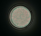 Glow Flakes - Glo-03